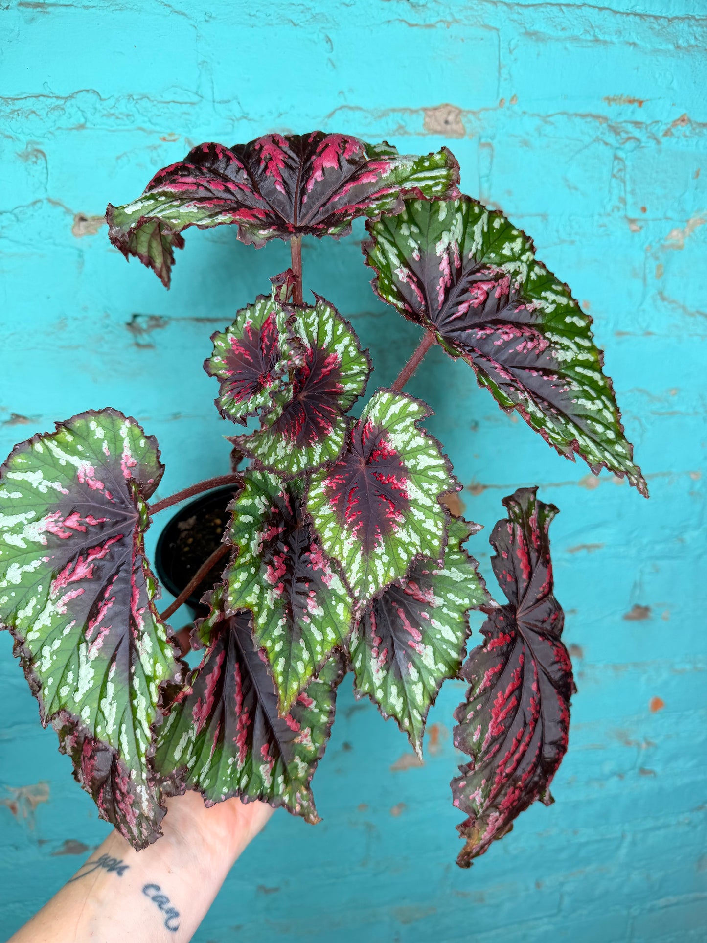 Begonia T-Rex ‘Painted’ (larger)