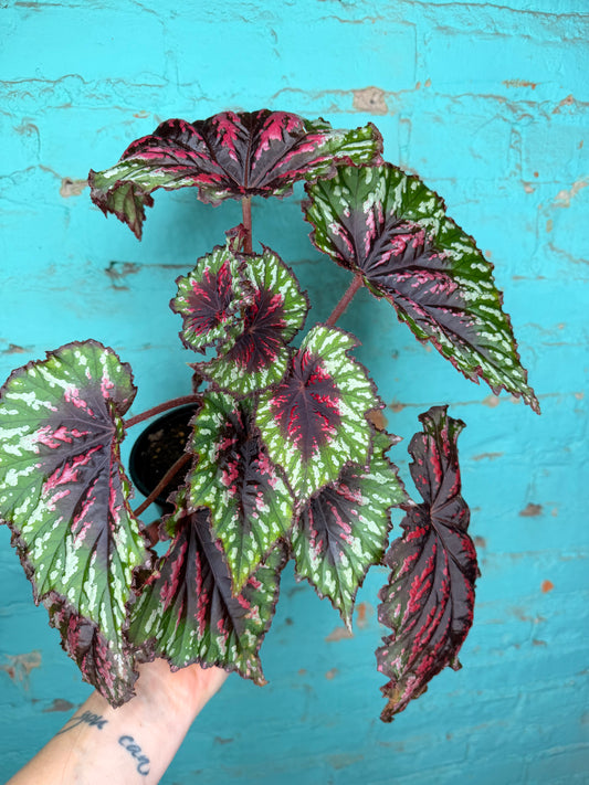 Begonia T-Rex ‘Painted’ (larger)