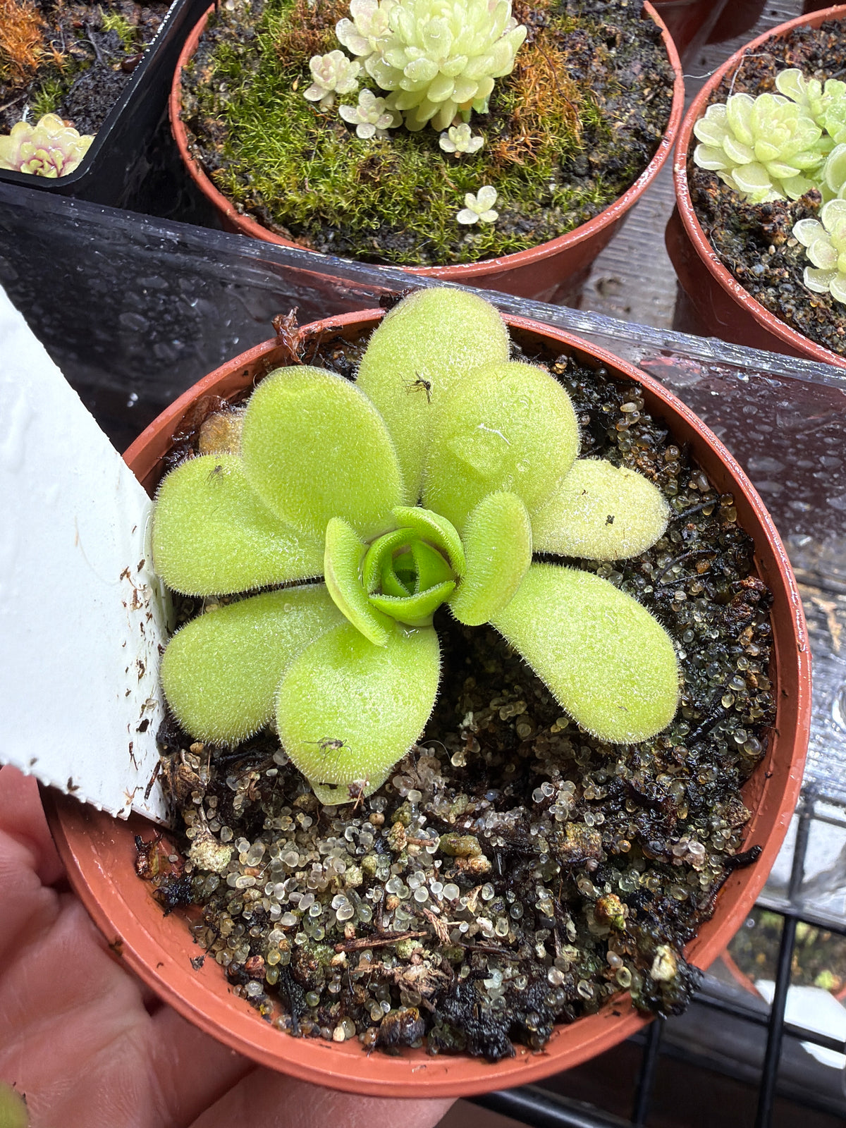 Pinguicula 6 Pack