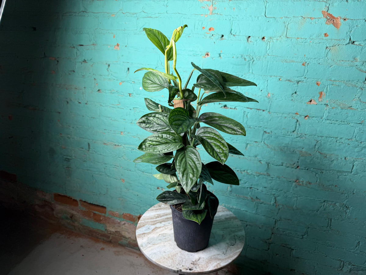 Monstera Peru-Monstera karstenianum 6” Totem