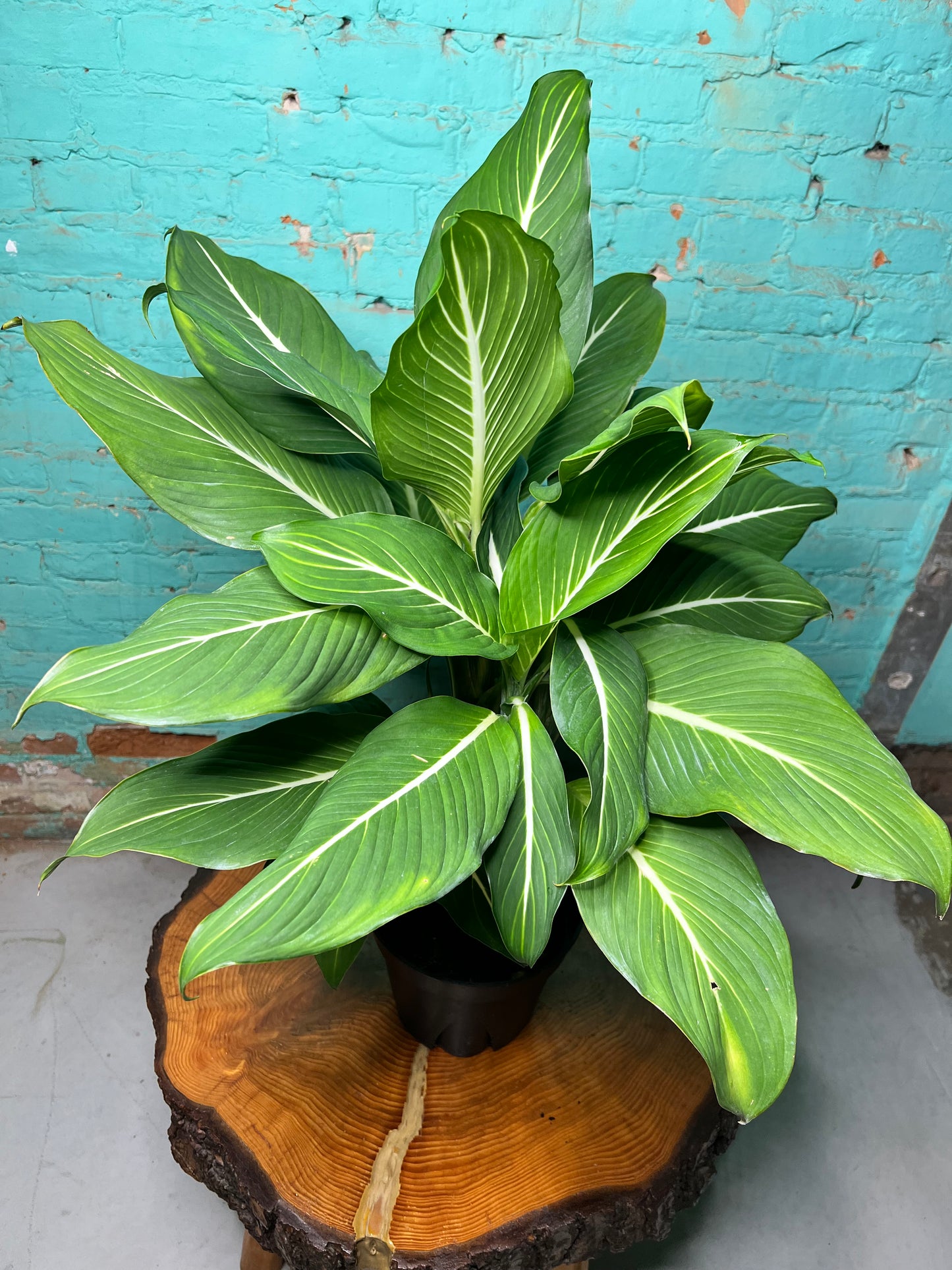 Dieffenbachia Green Gold 8”