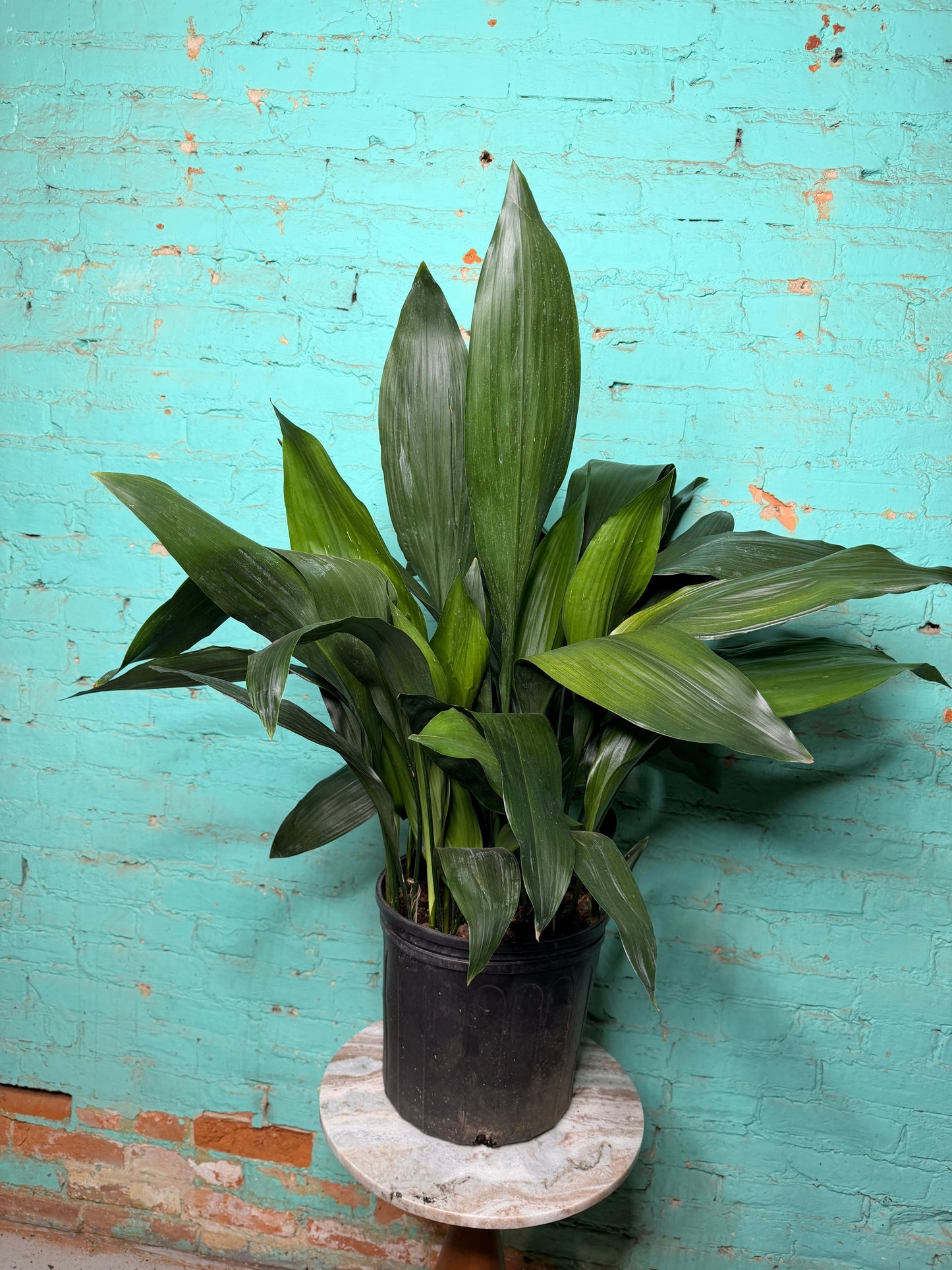Cast Iron Plant 10”