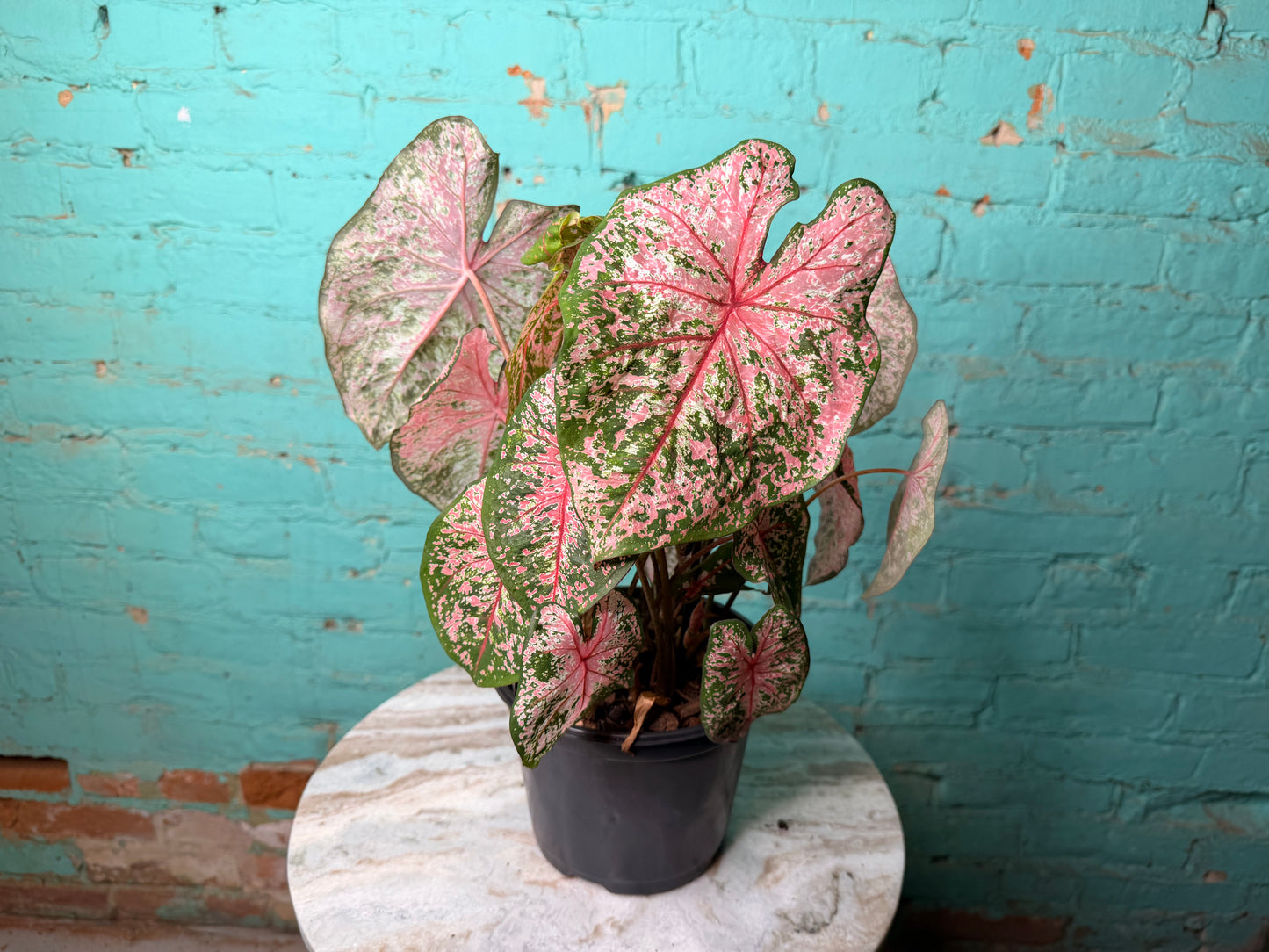 Caladium 6” ‘Pink Beauty’