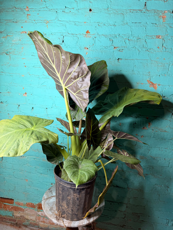 Alocasia Regal Shield 10”