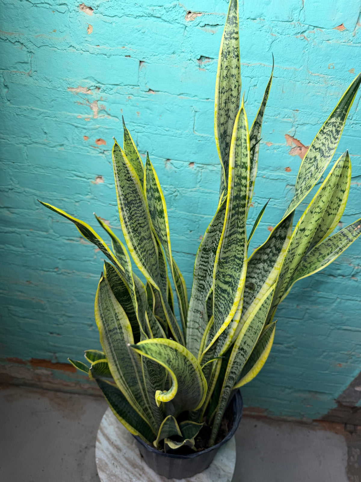 Snake plant ‘Laurentin’ 10” (39” Tall)