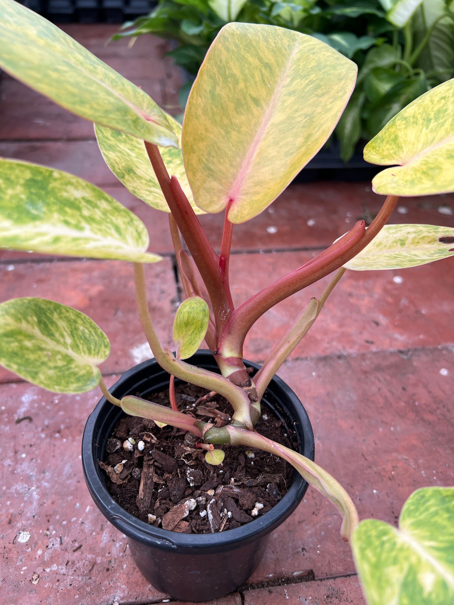 Philodendron painted lady 4”
