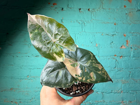 Alocaisa Yucatán Princess Variegated Pink 4”