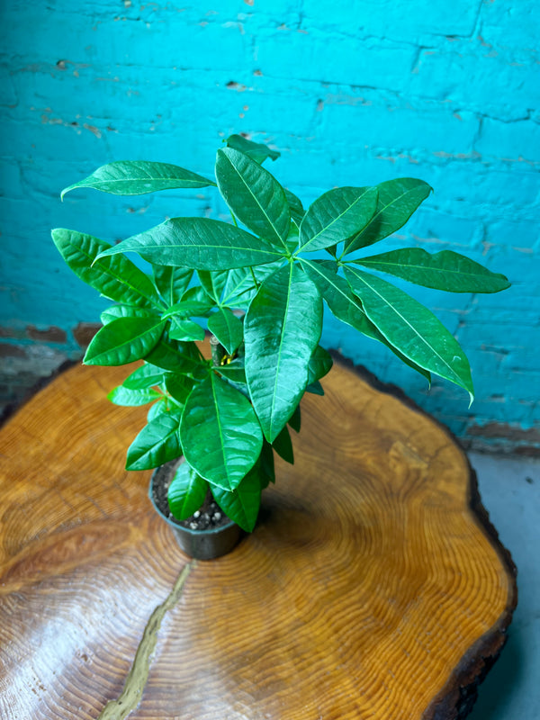 Pachira Aquatica- Money Tree 4”