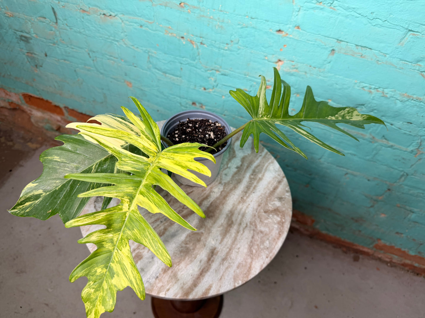 Philodendron Florida Beauty x Tortum  Variegated 4”
