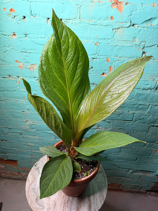 Anthurium Bonplandii Cobra- Bird Nest Anthurium 8” Clay