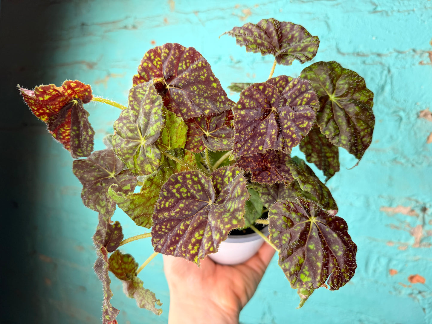 Begonia Rex “Vintage Love” 4”