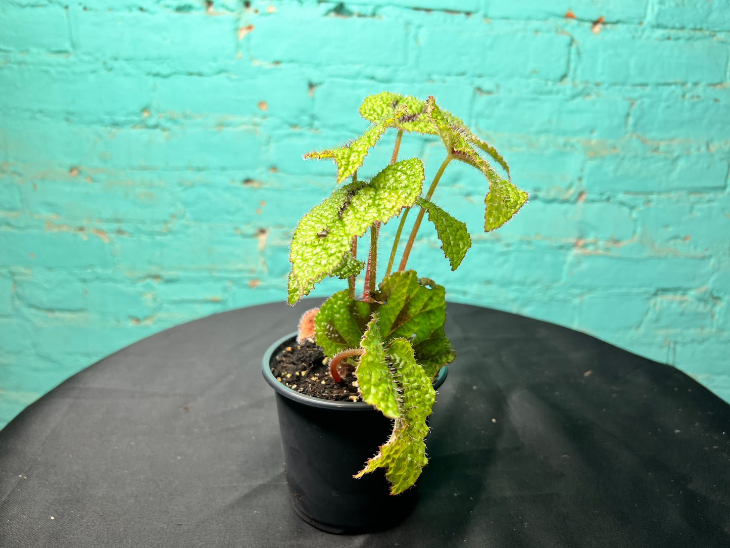 Begonia Bowerae 4
