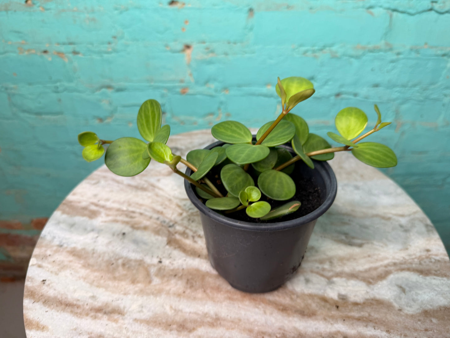 Peperomia Hope 4”