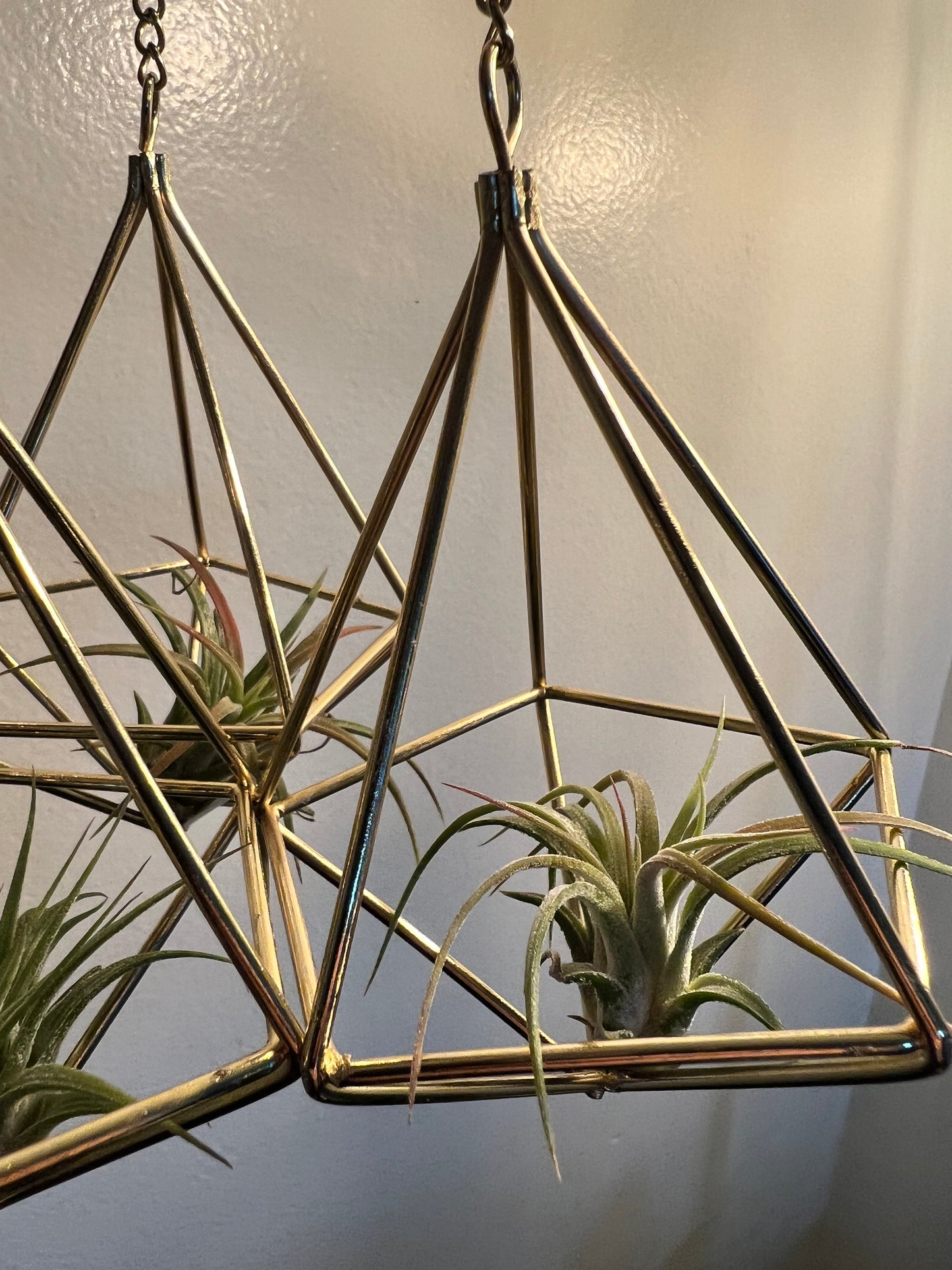 Air plant with gold holder