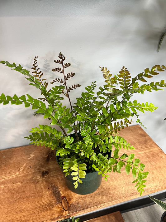 Maple Maiden Hair Fern 6”