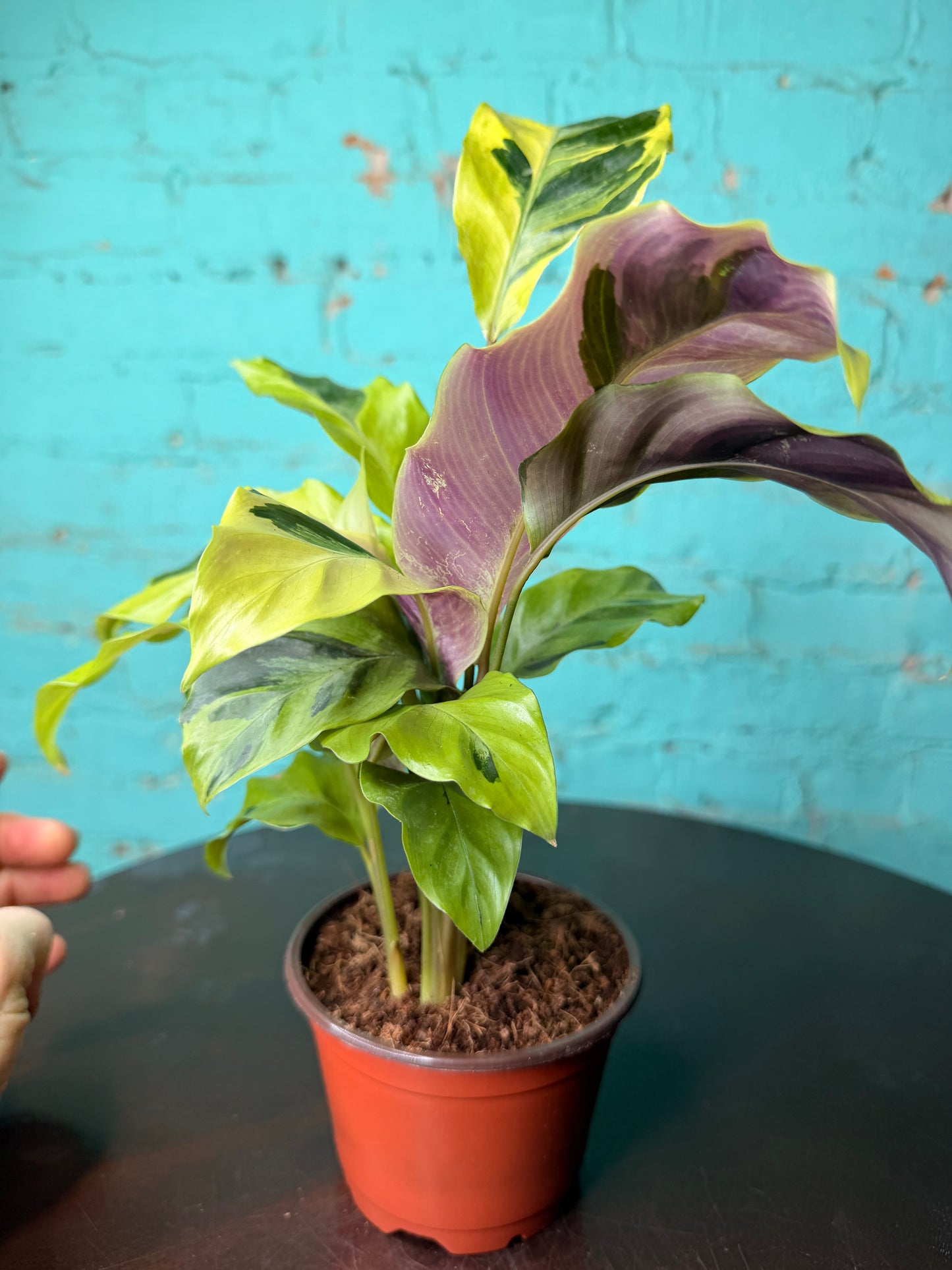 Calathea Yellow Allusion 4”