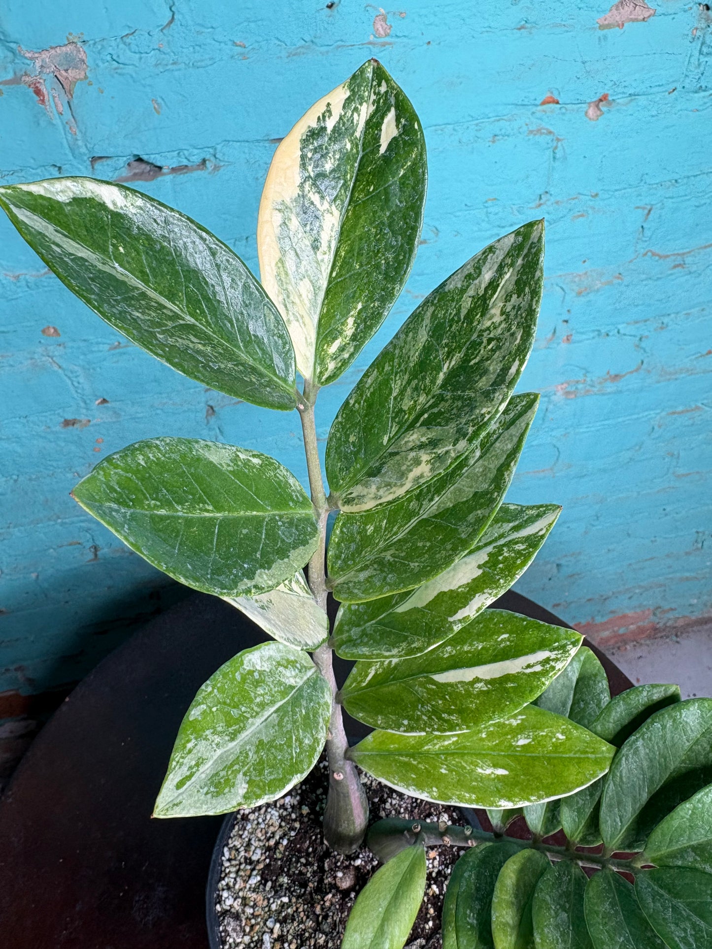 ZZ plant Variegated