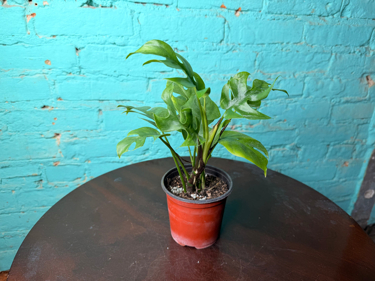 Mini Monstera- Rhaphidophora
Tetrasperma