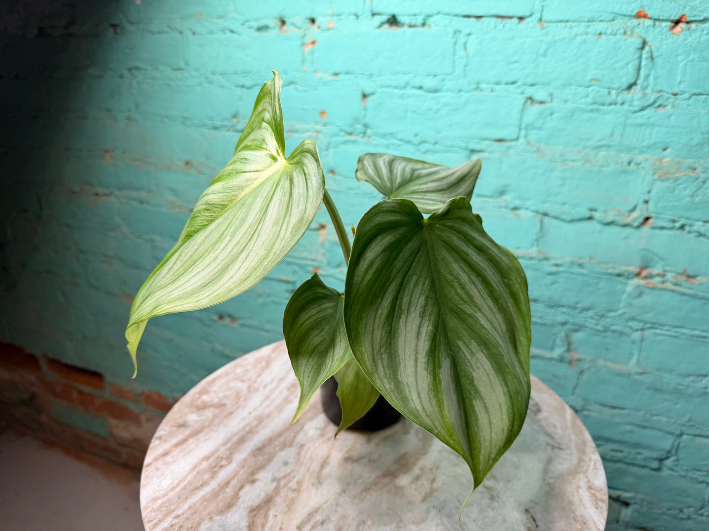 Philodendron Pastazanum x Plowmanii