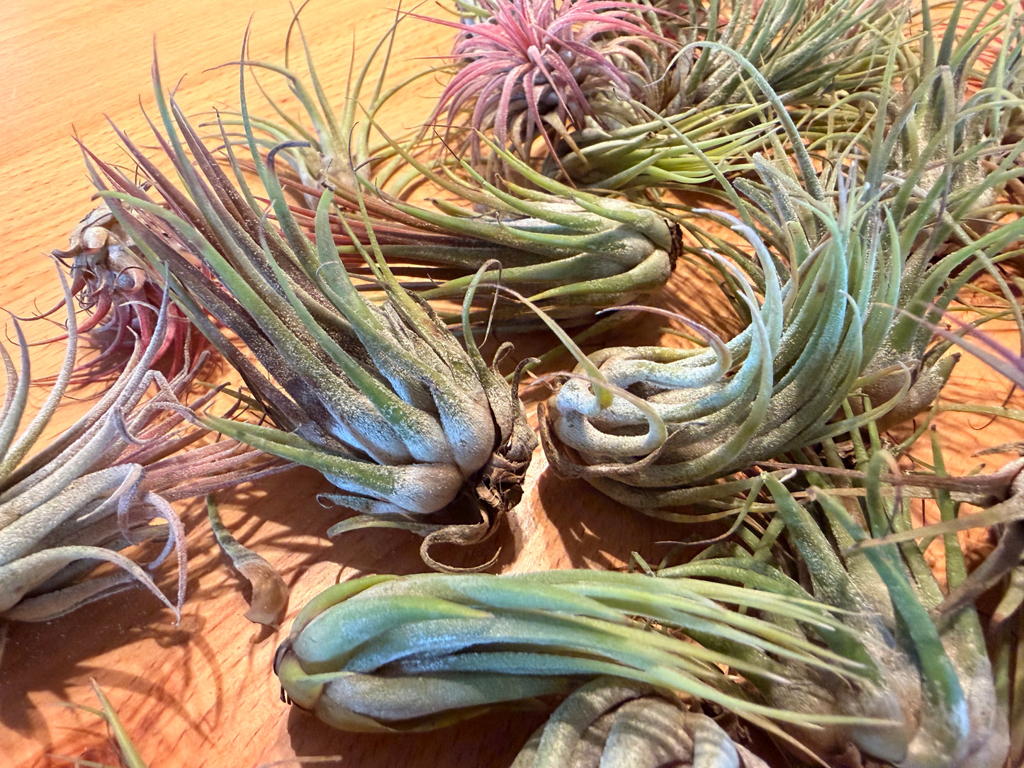 Tillandsia “Air Plants”
