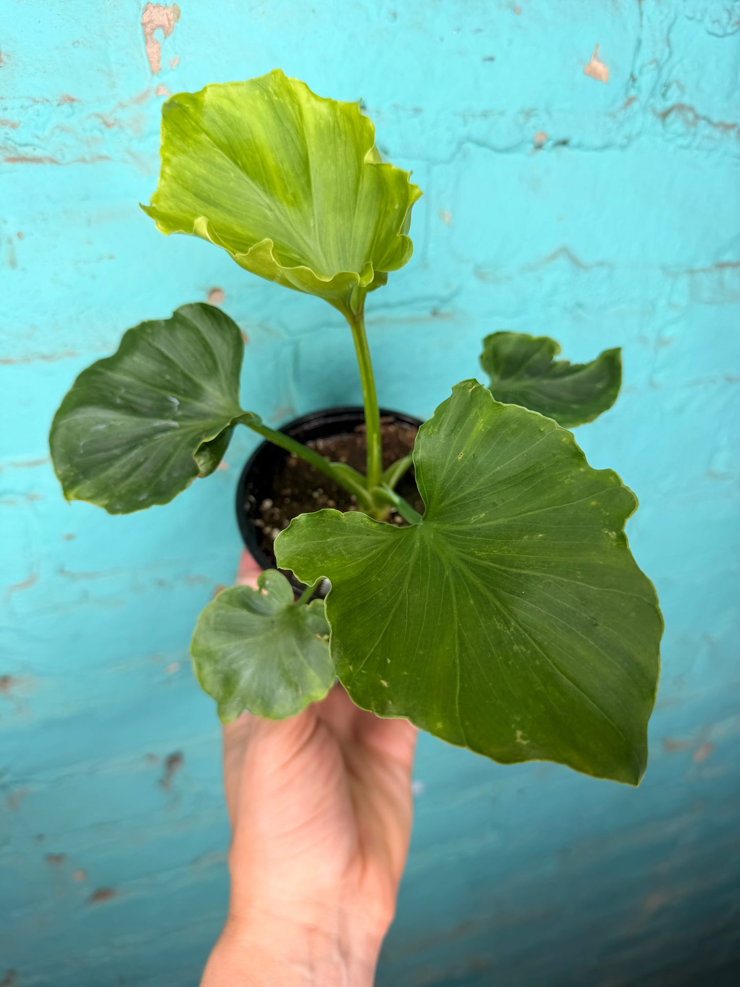 Philodendron Selloum (Hope) 4”
