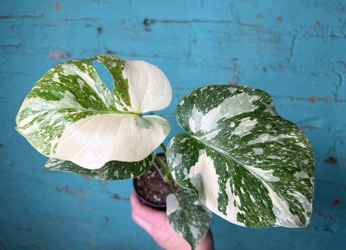 Monstera Crème Brûlée 4”