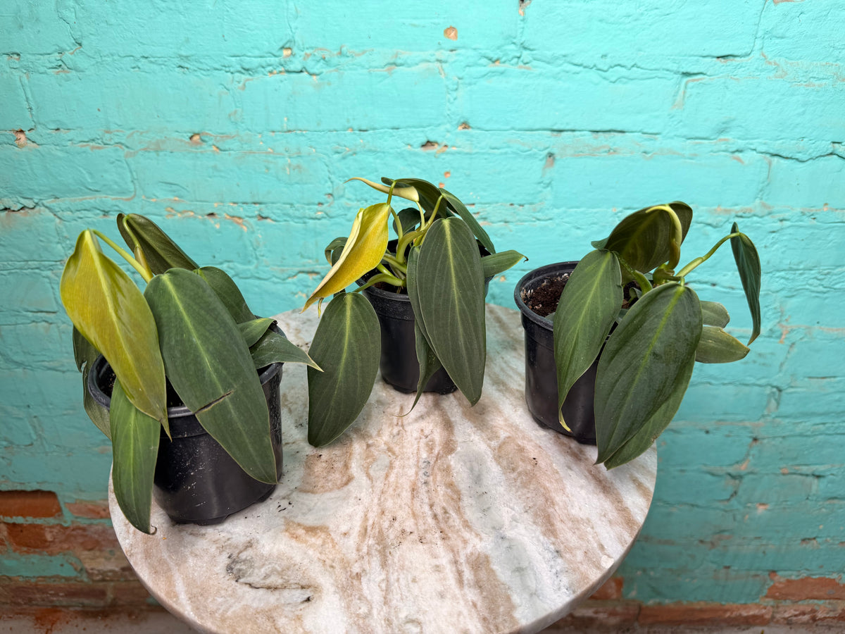 Philodendron Gigas 4”