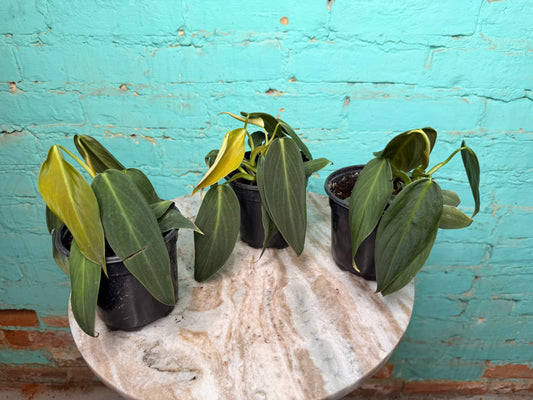 Philodendron Gigas 4”