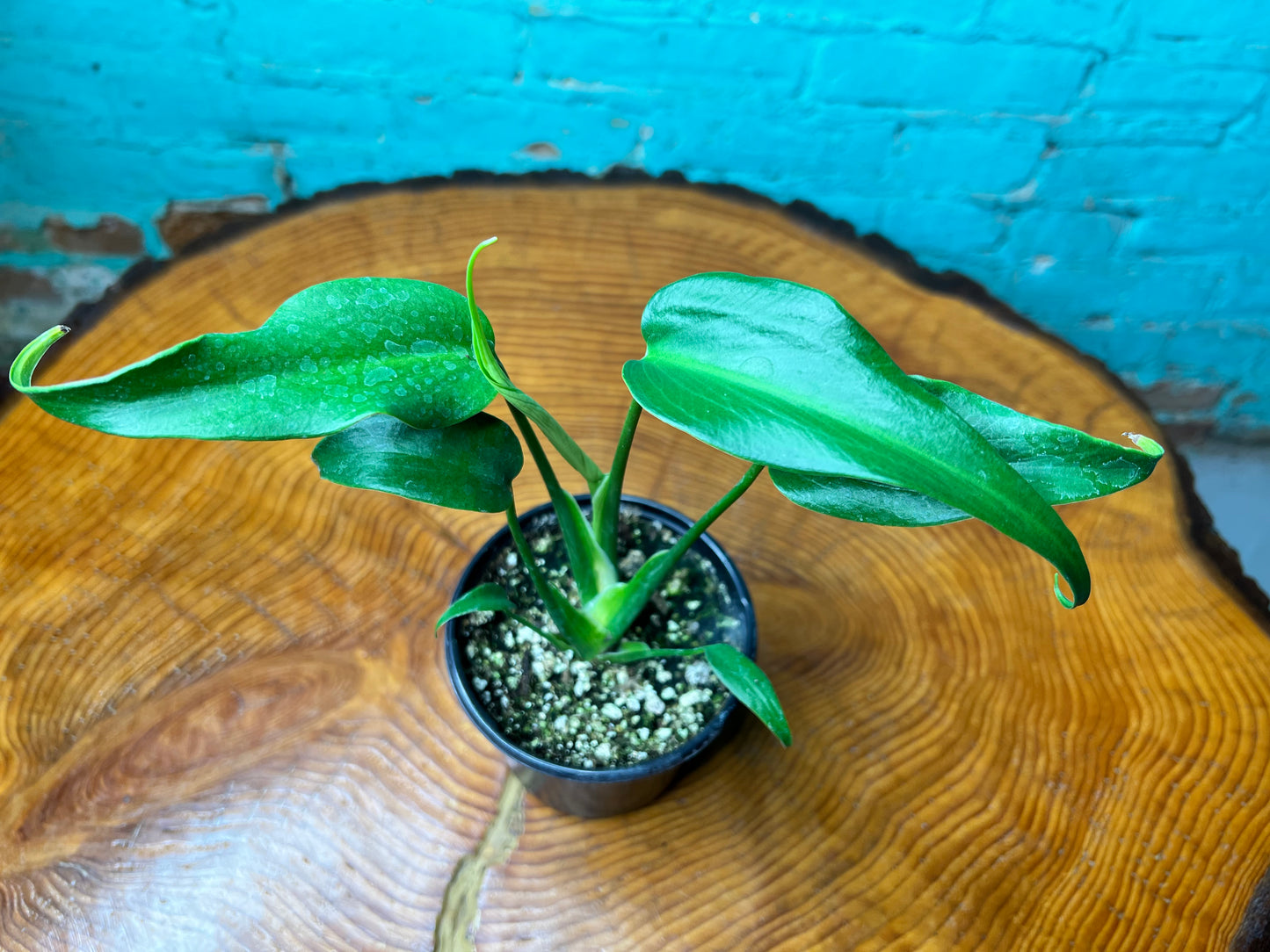 Monstera Burle Marx Flame 4”
