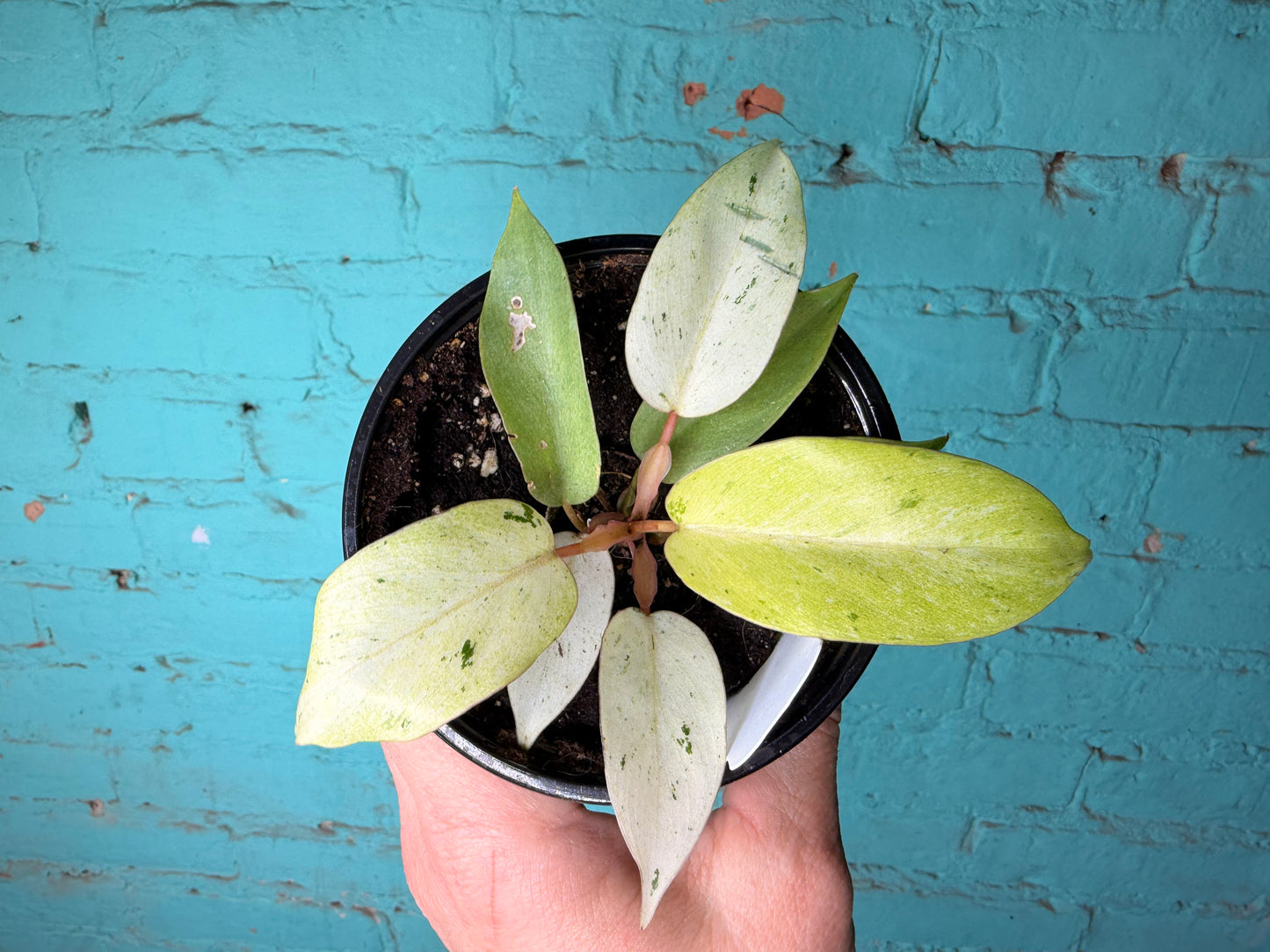 Philodendron Snow Drift 4”