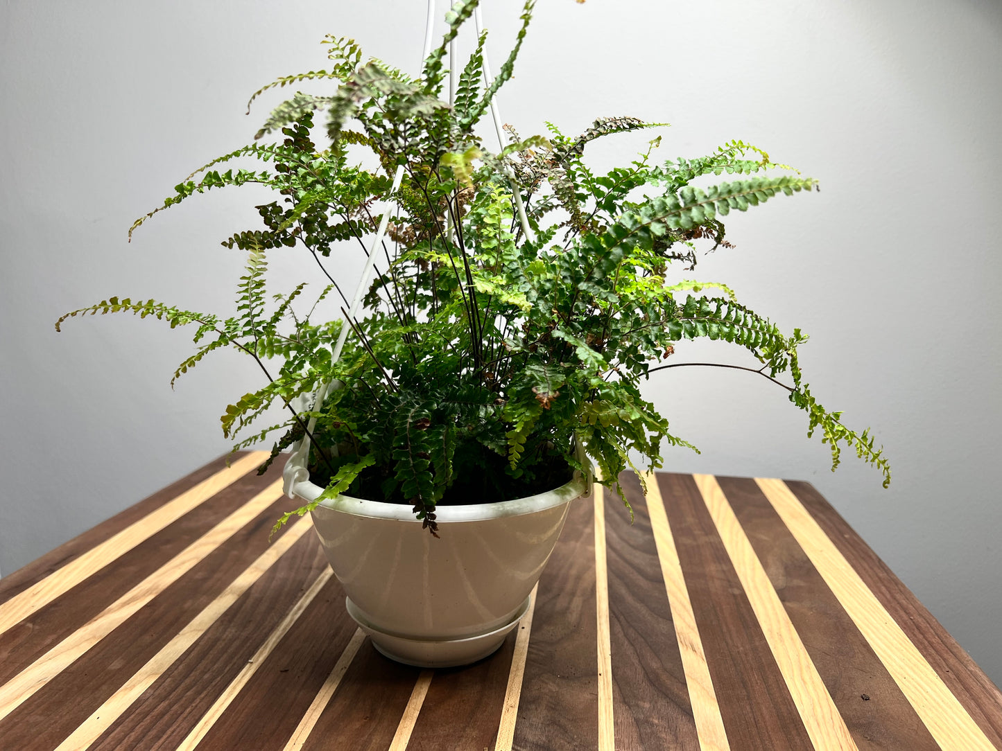 Maiden Hair Fern 6” basket