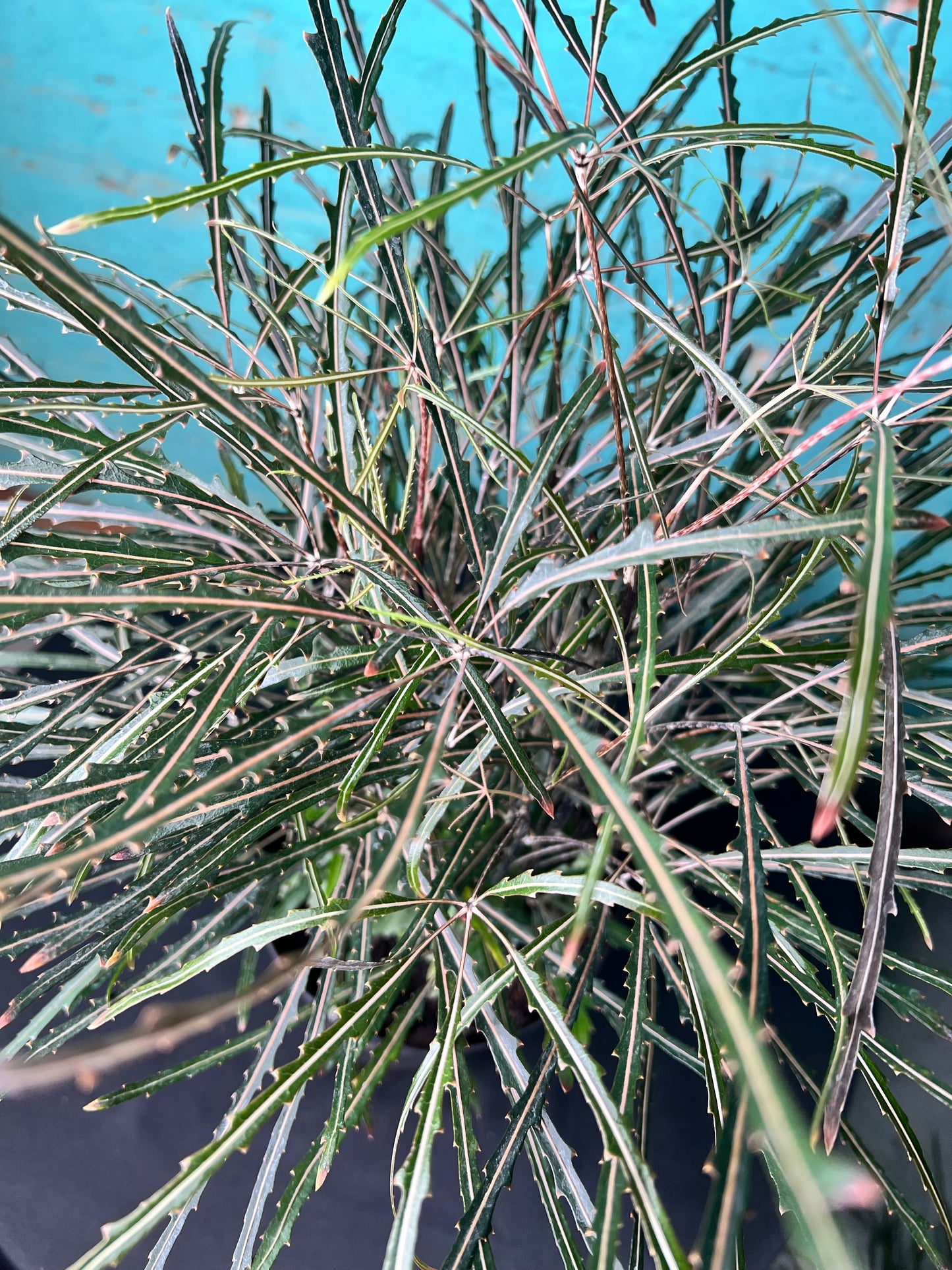 Aralia Elegantissima 6”