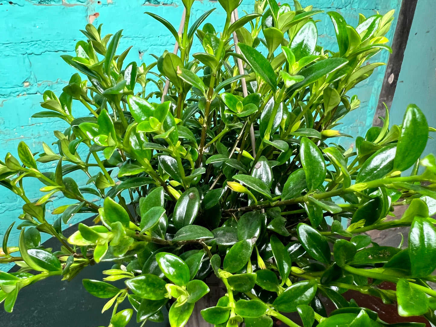 Goldfish plant 6” basket