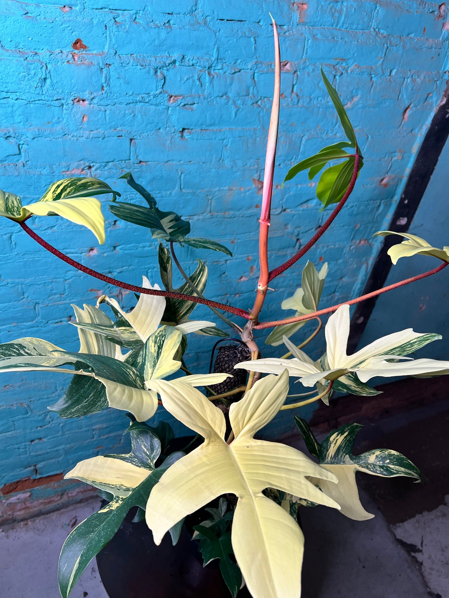 Philodendron Variegated Florida Beauty 8”