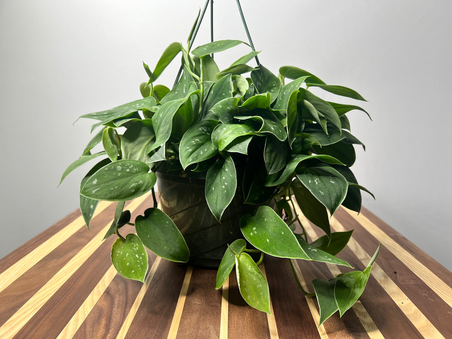 Satin pothos Silvery Ann 10” basket