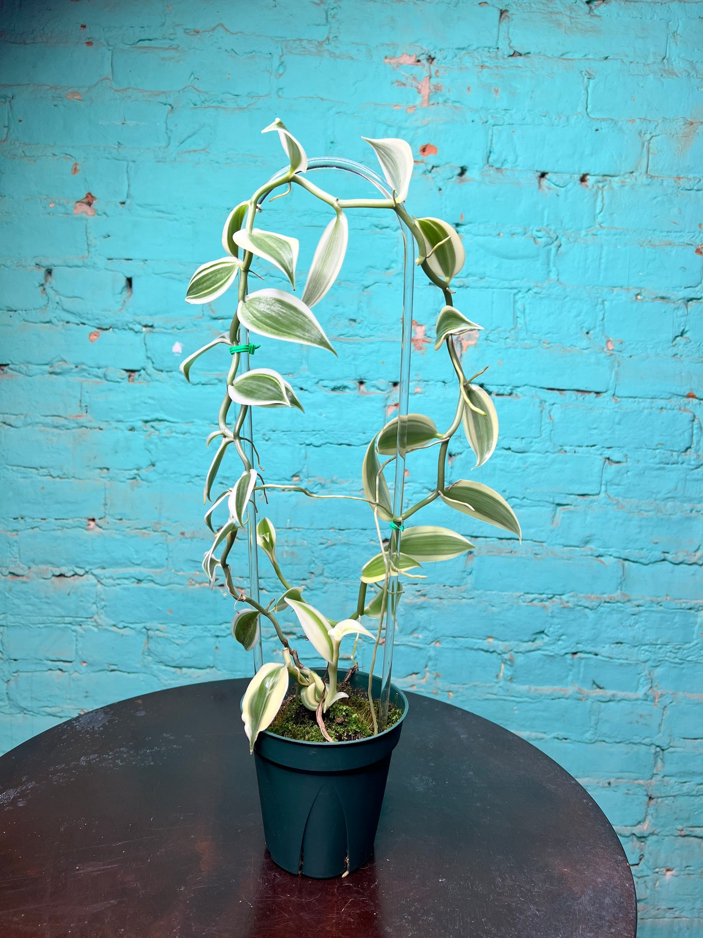 Vanilla Bean Orchids Trellis