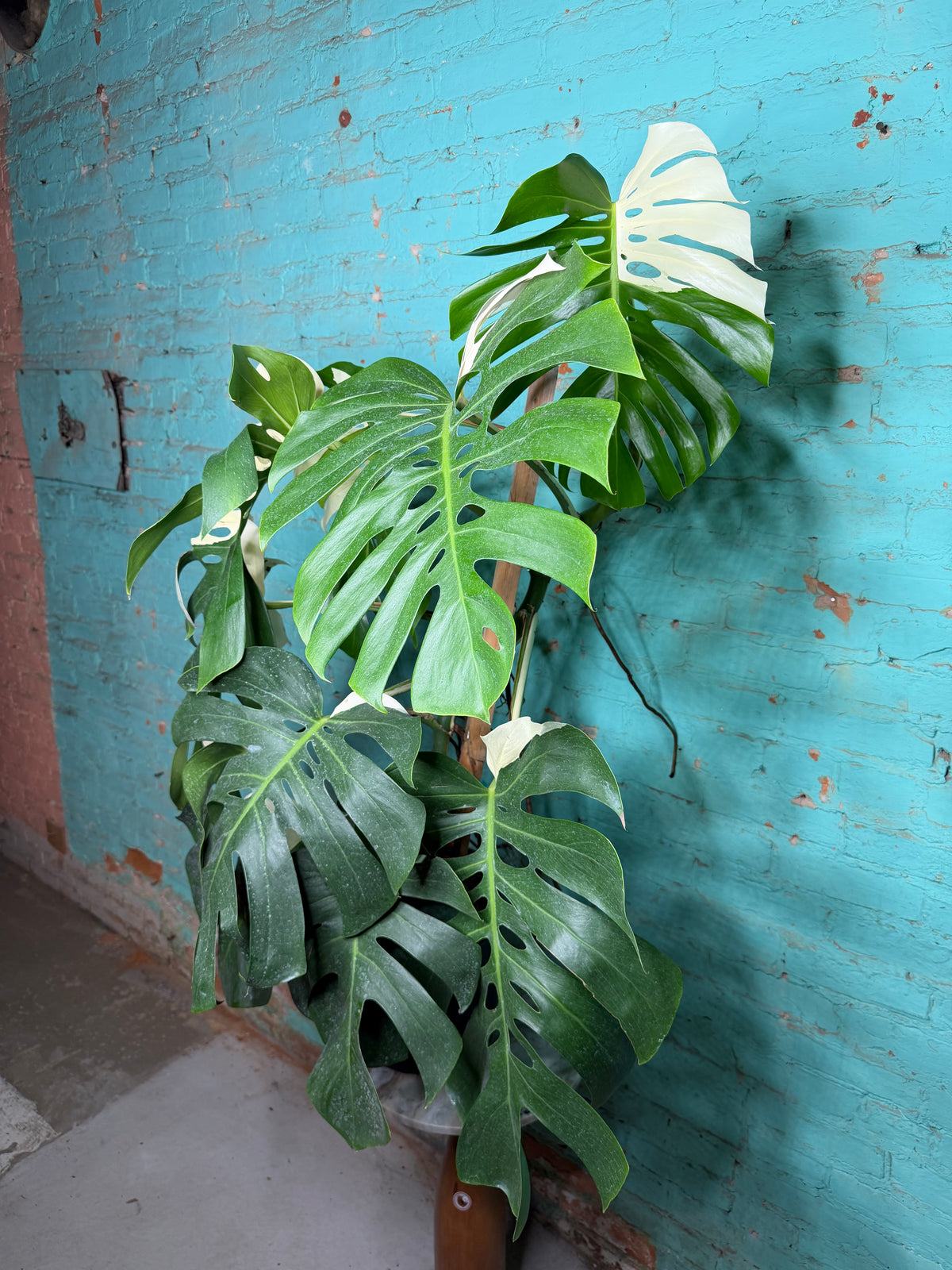Monstera Deliciosa Albo 10”