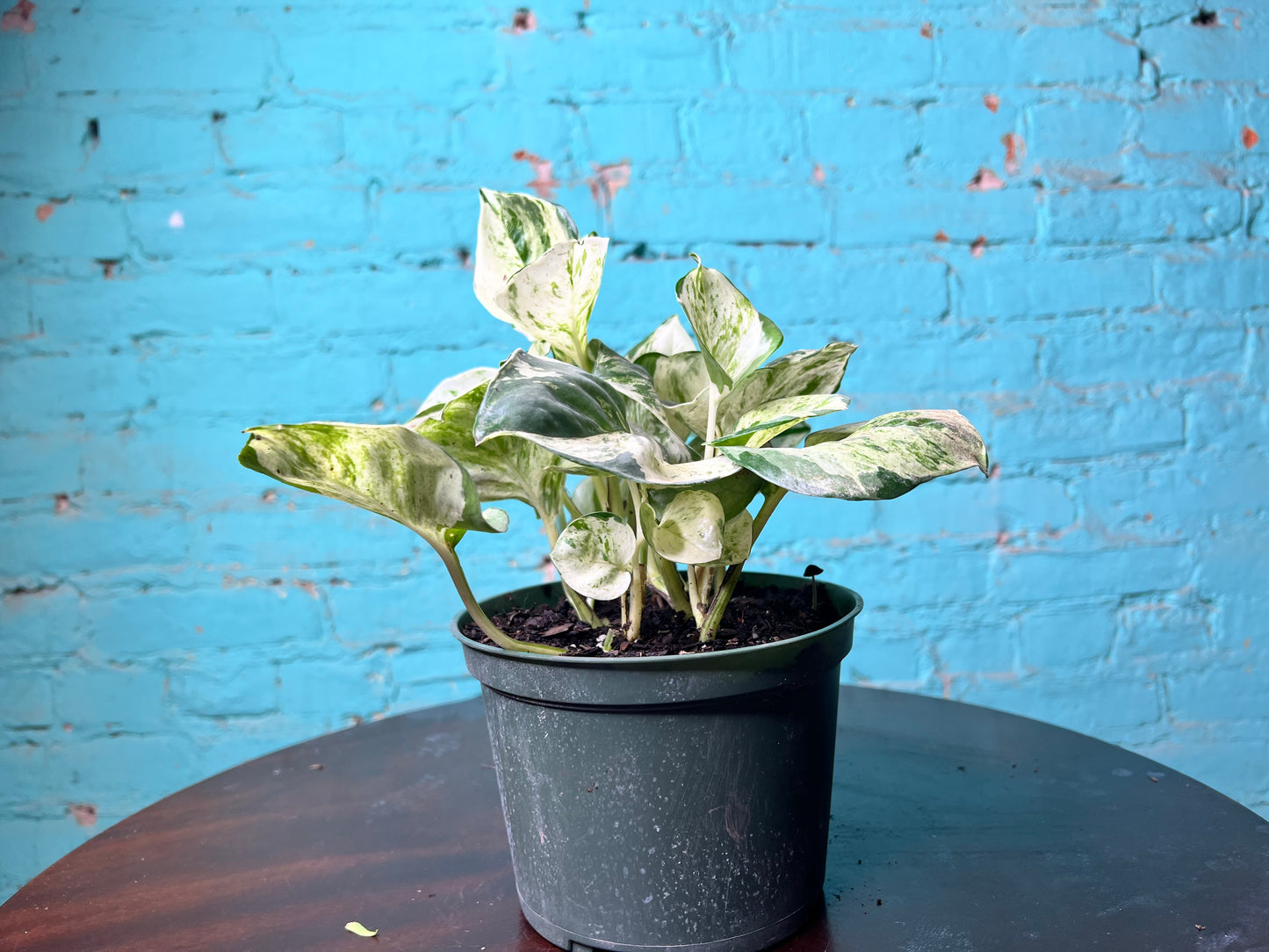 Manjula Pothos 6”