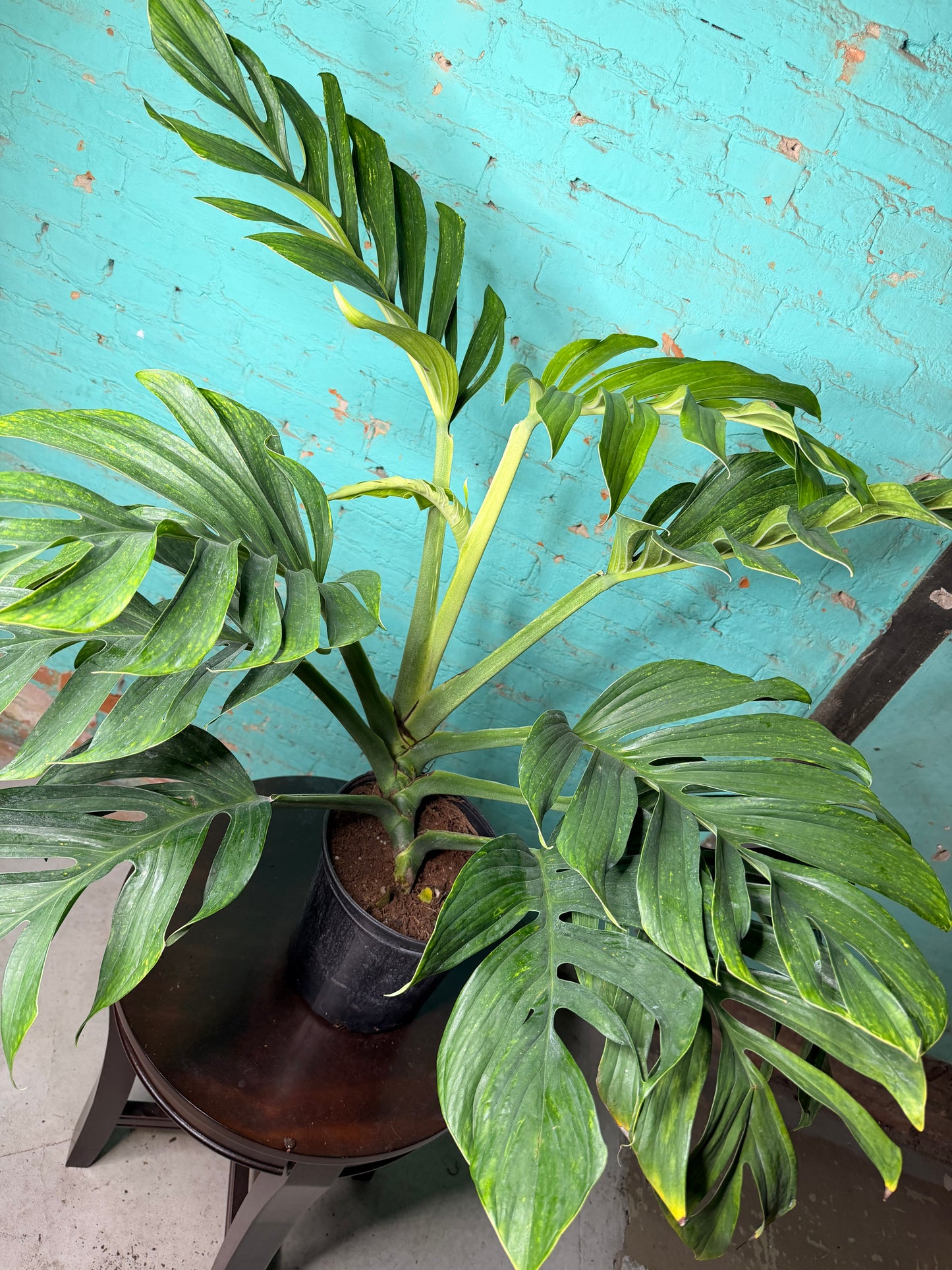 Monstera Pinnatipartita 10”