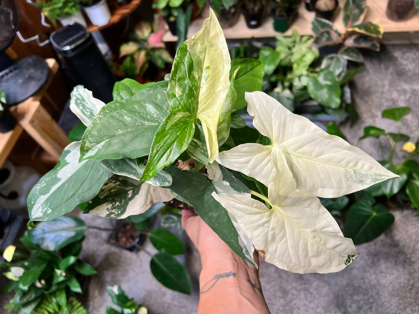 Syngonium Albo- high variegation