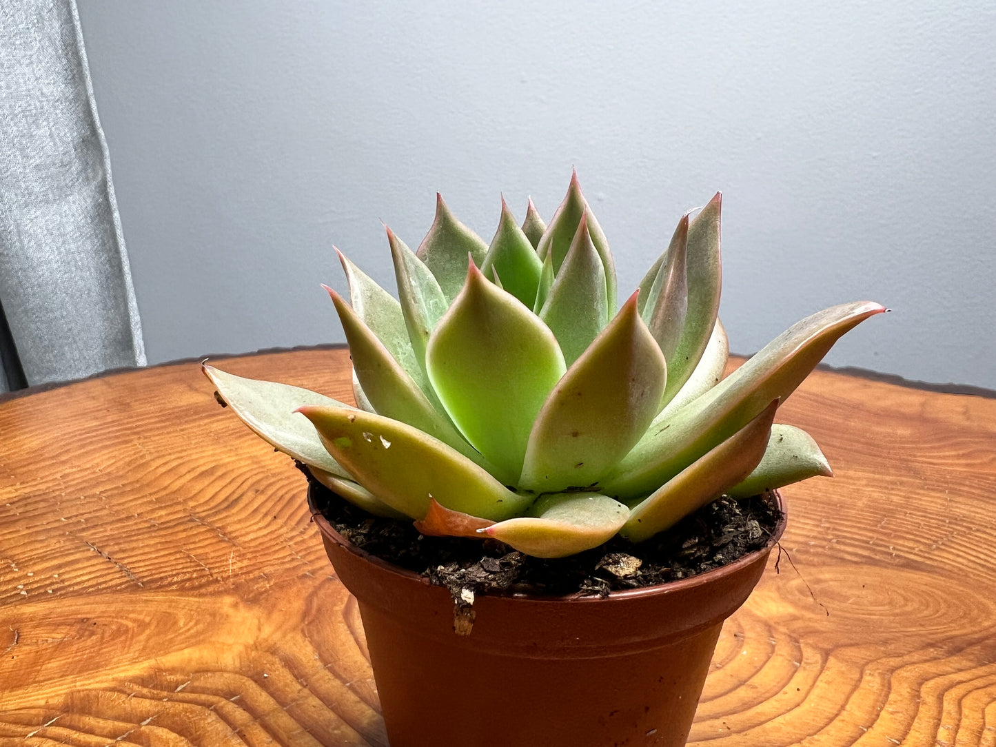 Echeveria-Molded Wax