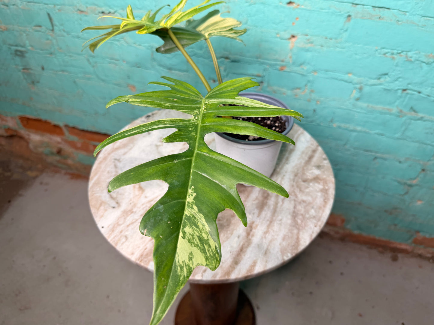 Philodendron Florida Beauty x Tortum  Variegated 4”