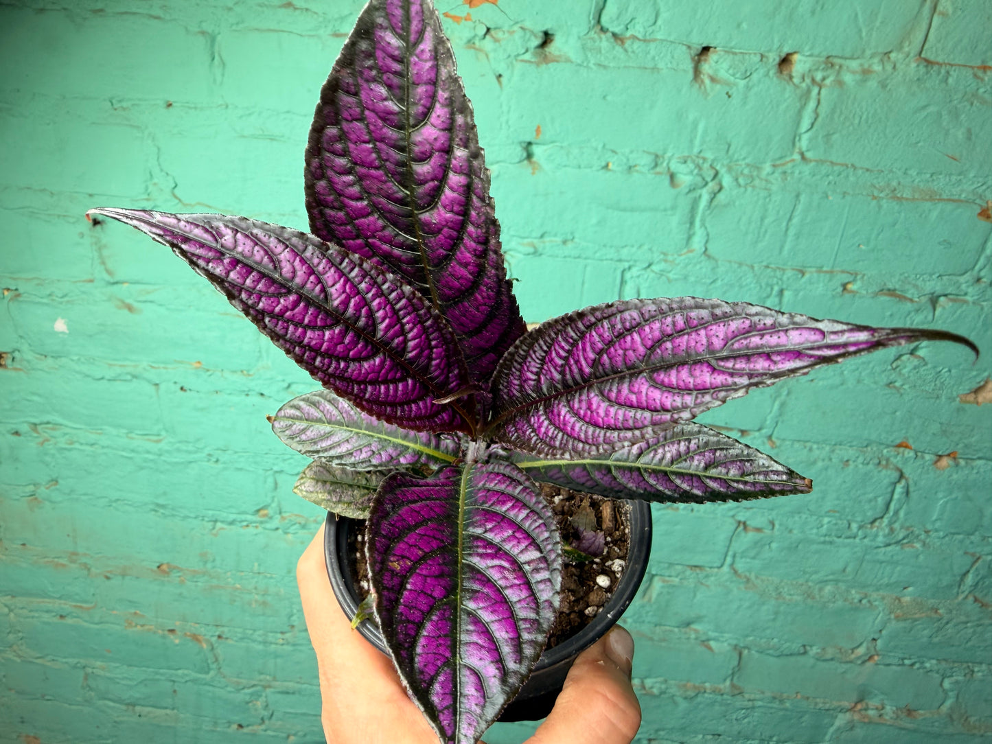 Persian Shield 4”