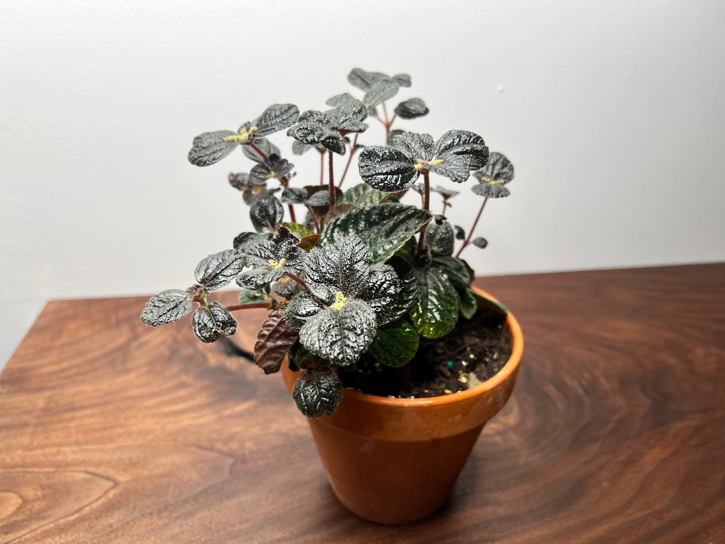 Pilea Chocolate 6” clay pot