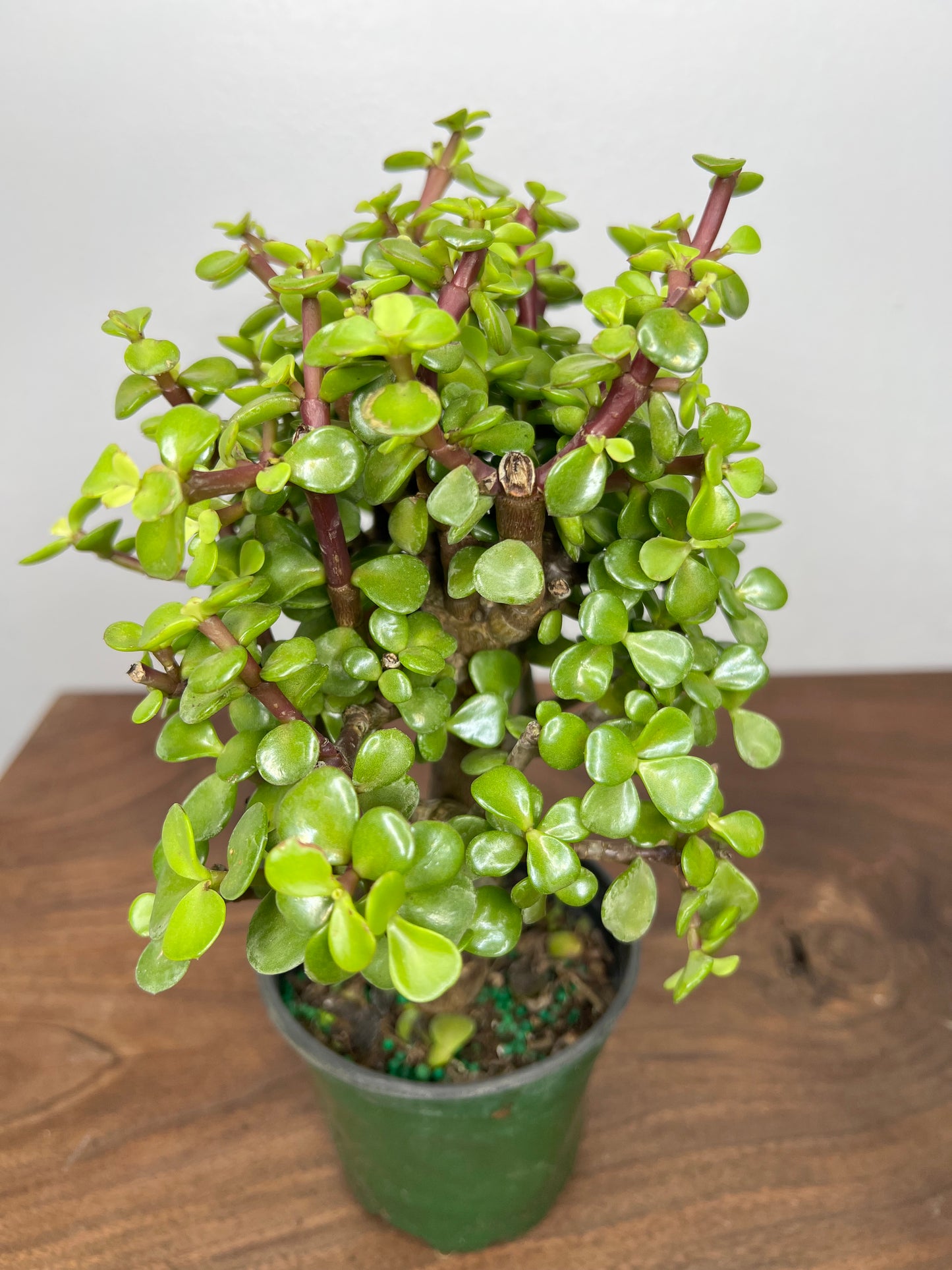 Jade Bonsai