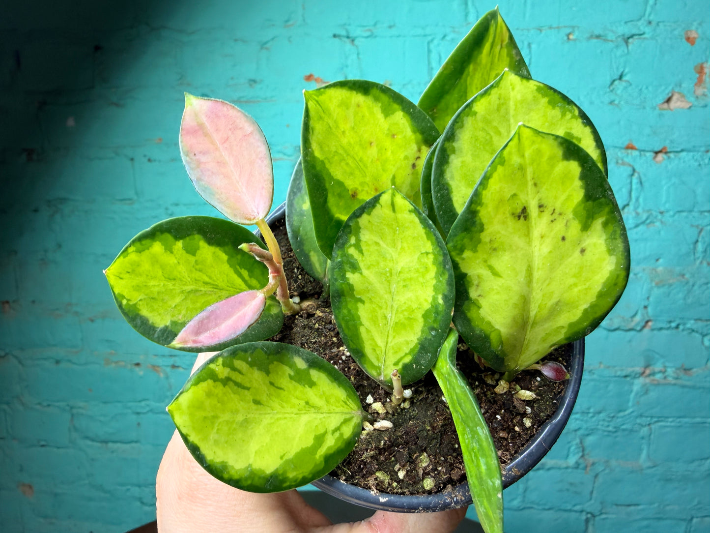 Hoya australis ‘Lisa’ 4”