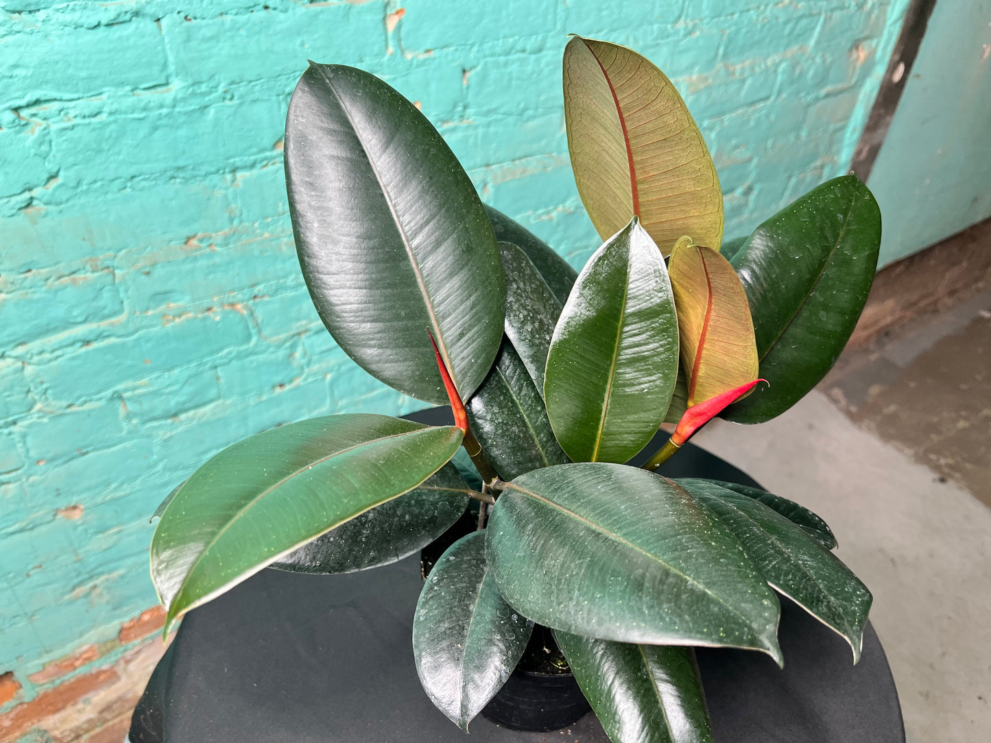 Ficus Elastica- Rubber Tree burgundy 6”