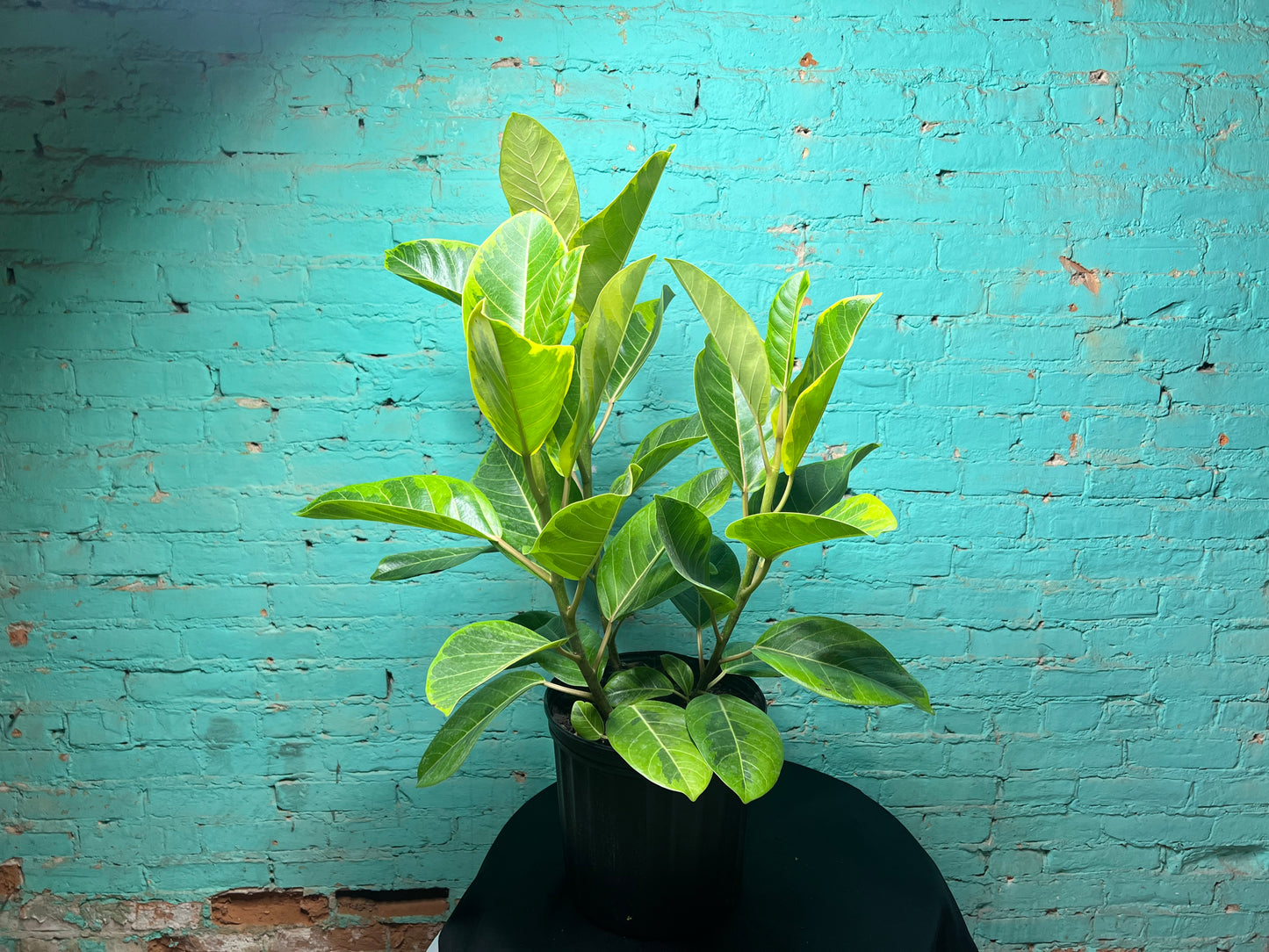 Ficus microcarpa ‘Golden Gem’ 
 10”