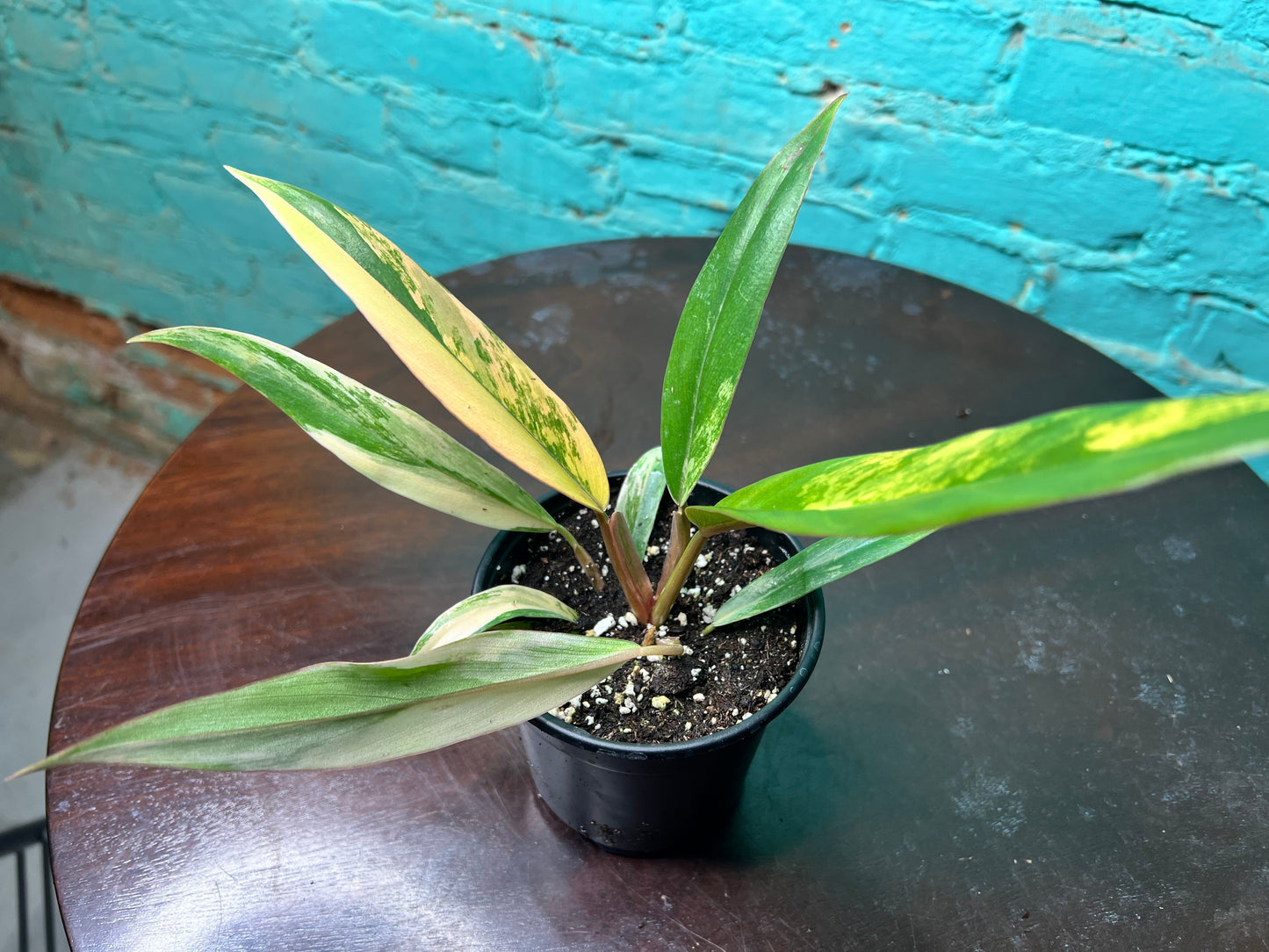 Philodendron Carmel Marble 4”