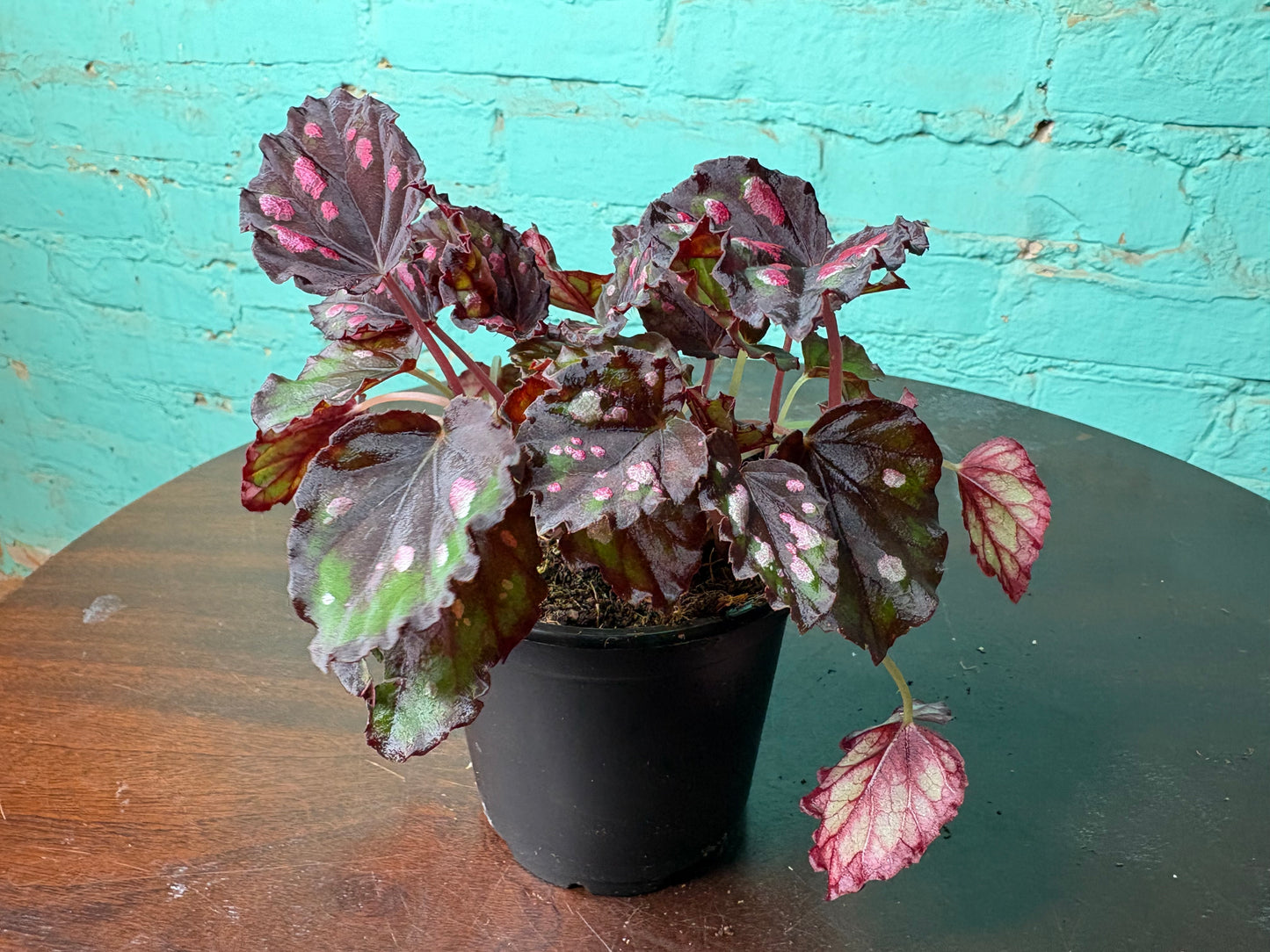 Begonia Rex  “Spirit of Madagascar ” 4”